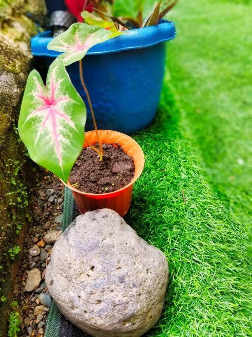 Poetry Garden Colon Island Holiday home *